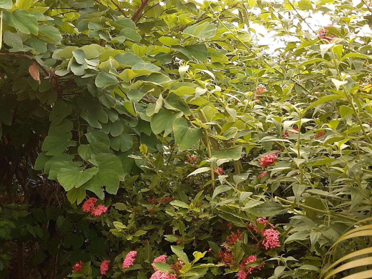 Ferienwohnung Les Hibiscus L'Anse Noire Exterior foto